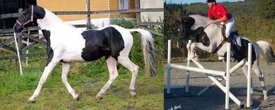 Centyfield Czar - Coloured Polish Warmblood Stallion